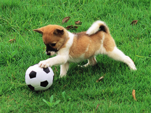 Game Screenshot Playful Puppy Outdoor Puzzle