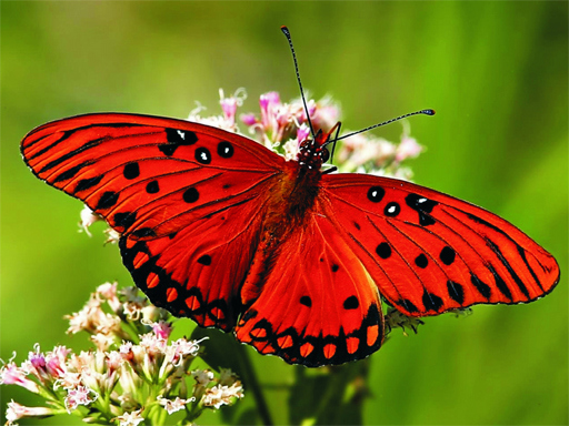 Game Screenshot Nature Jigsaw Puzzle Butterfly