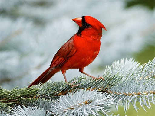 Game Screenshot Birds Puzzle