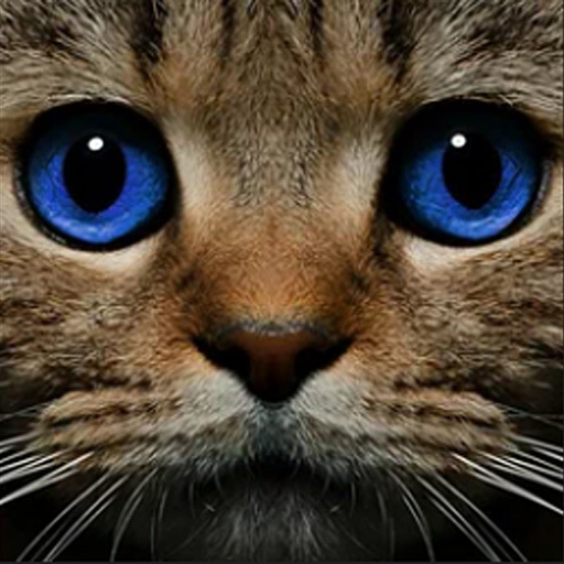 Game Screenshot Find the Ghost Cat
