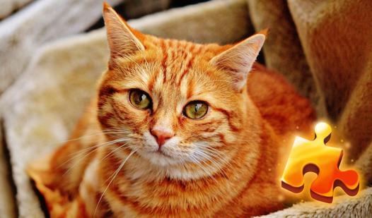 Game Screenshot Cats Jigsaw Puzzle