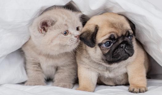 Game Screenshot Animal Puzzles: Jigsaw