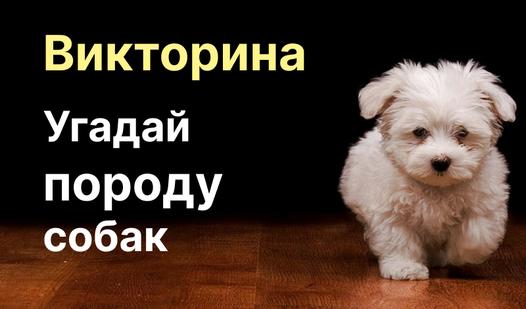 Game Screenshot Викторина: Угадай породу собак