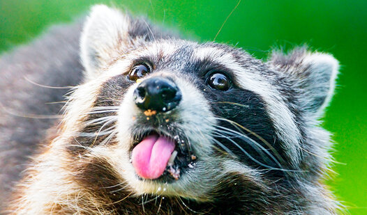 Game Screenshot Угадай 100 животных