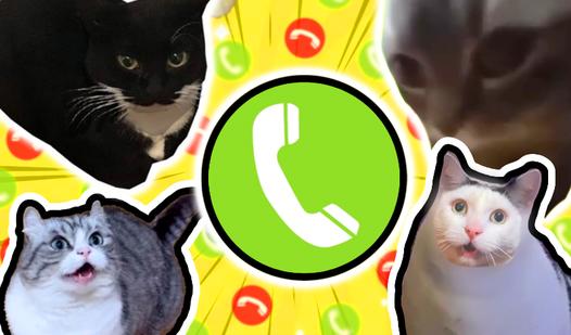 Game Screenshot Call Meme Cats
