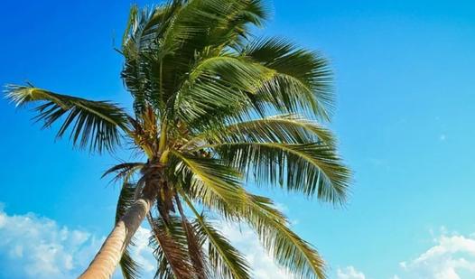Game Girls on the beach